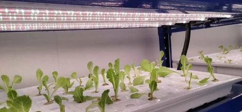 中農(nóng)富興精品案例 開封愛思嘉農(nóng)業(yè)嘉年華植物工廠組培室花卉項目