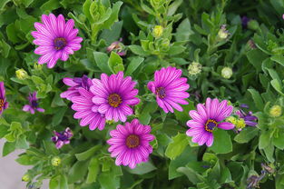 花卉盆景種植 藝術(shù)與自然的完美融合