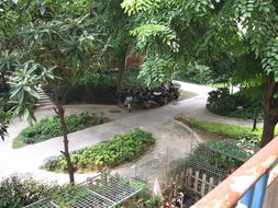 廈門吉利園 匠心獨(dú)運(yùn)，盆景藝術(shù)點(diǎn)亮花卉世界