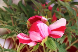 景山偶遇 盆景之韻，方寸間的自然華章